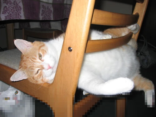 男子羽毛球汤姆斯杯中国成功卫冕,汤姆斯杯_中国男羽晋级四强