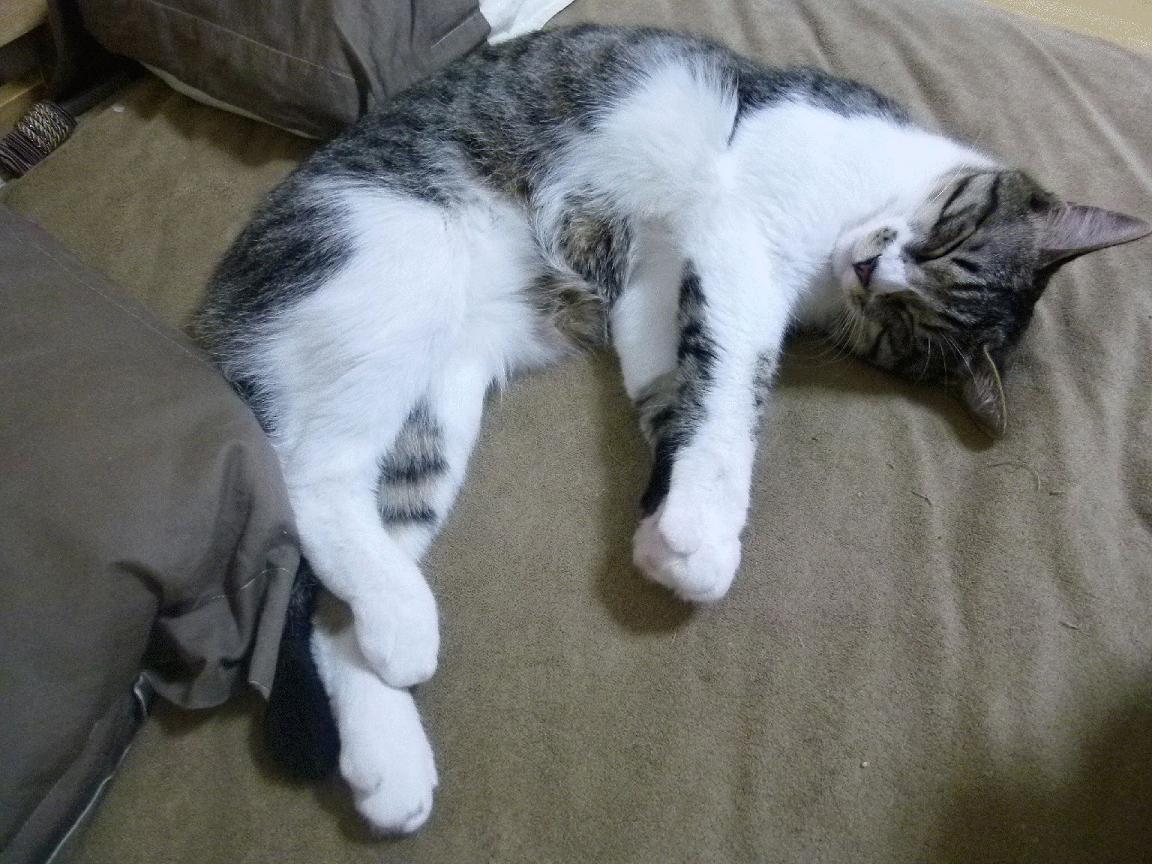 高校体育专业实践教学模式改革与成效分析,高校体育实践教程