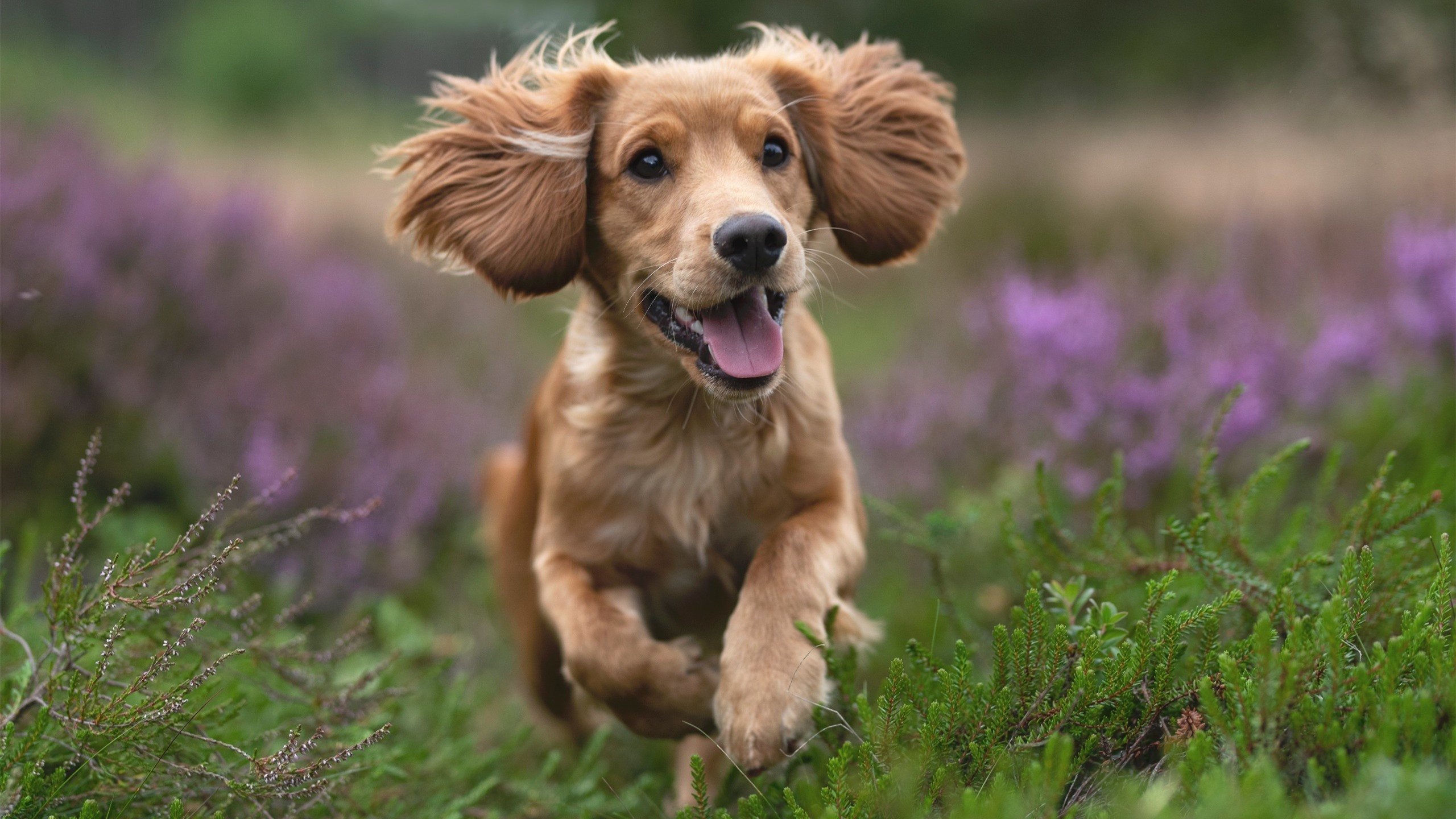 “牛仔3K亲子跑:孩子与父母一起挑战赛道”