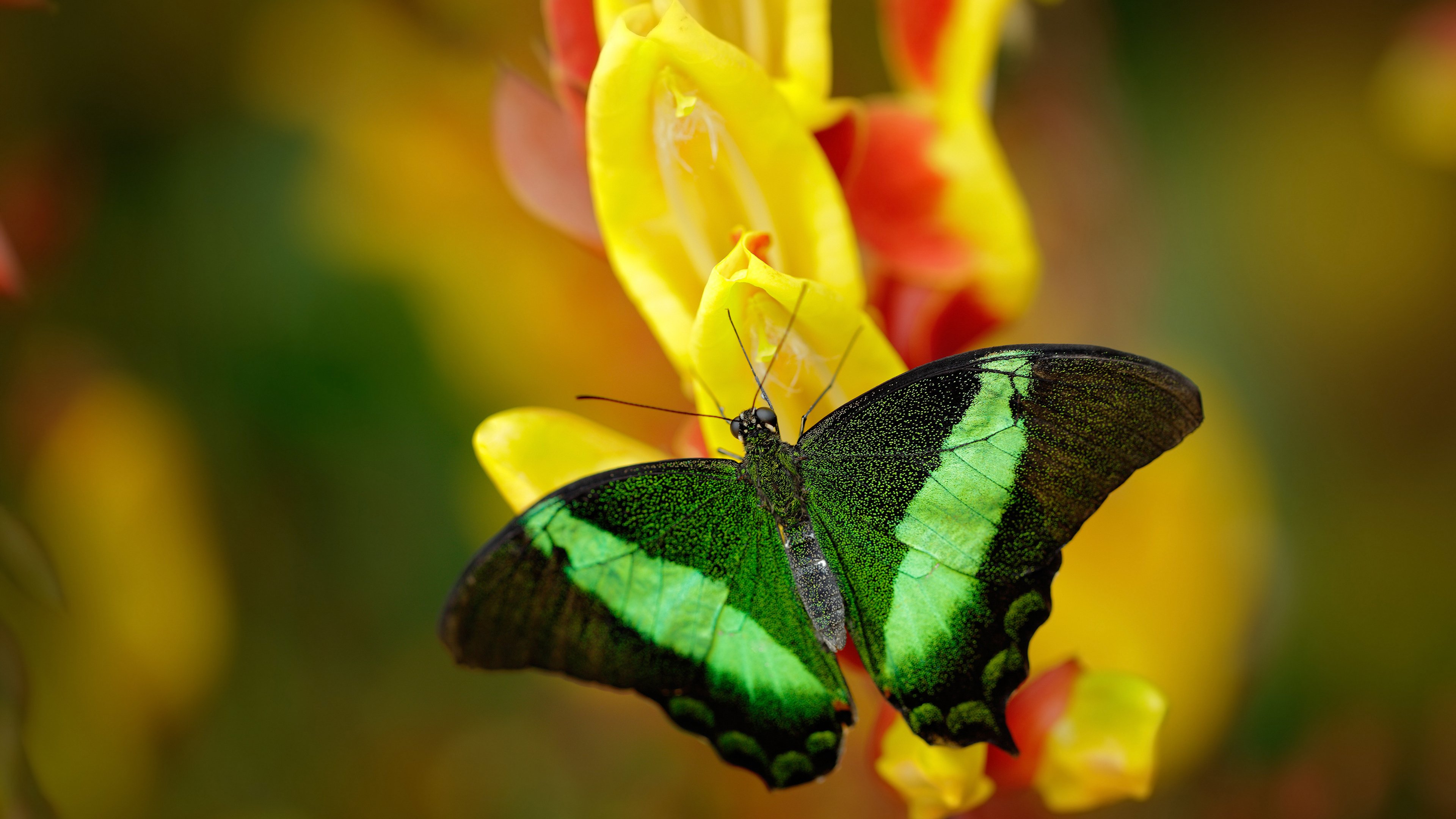 九游APP-“简阳文体中心：羽毛球赛场上的快速反应与精准击球”