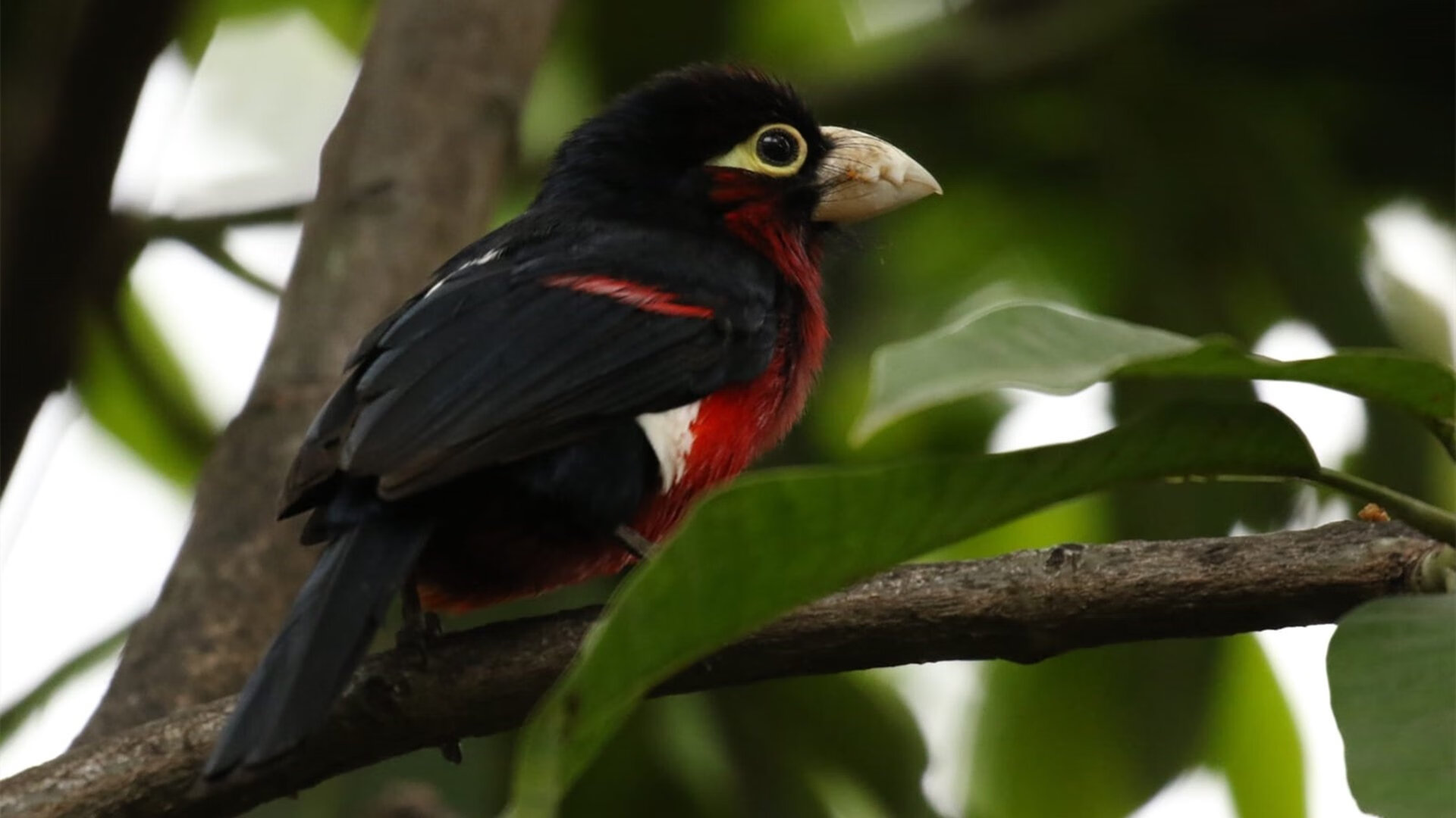 中国三人男篮挺进四强 展现速度与爆发力,中国男子三人篮球名单