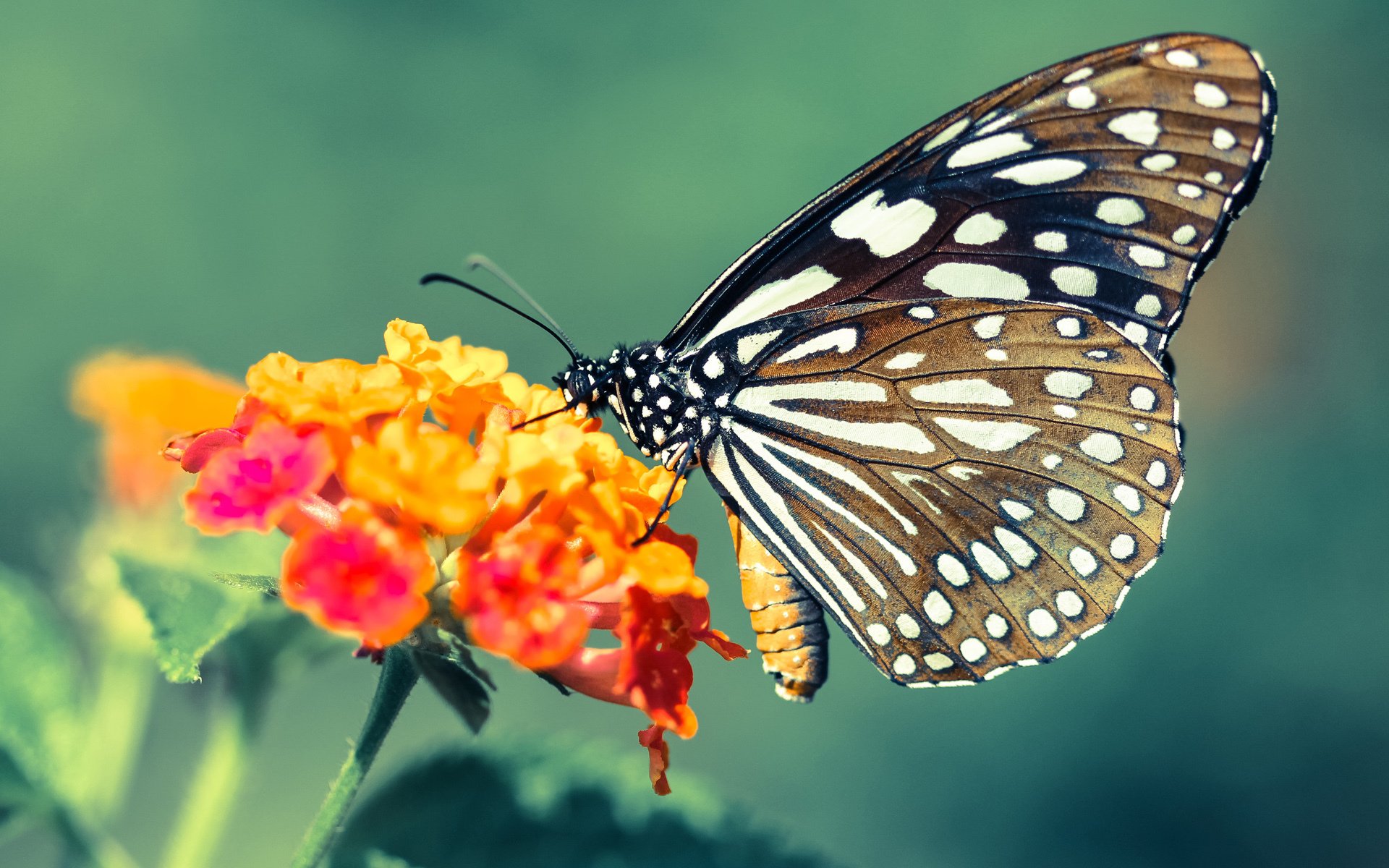 中国男篮客战韩国赢得关键胜利,中国男篮险胜韩国