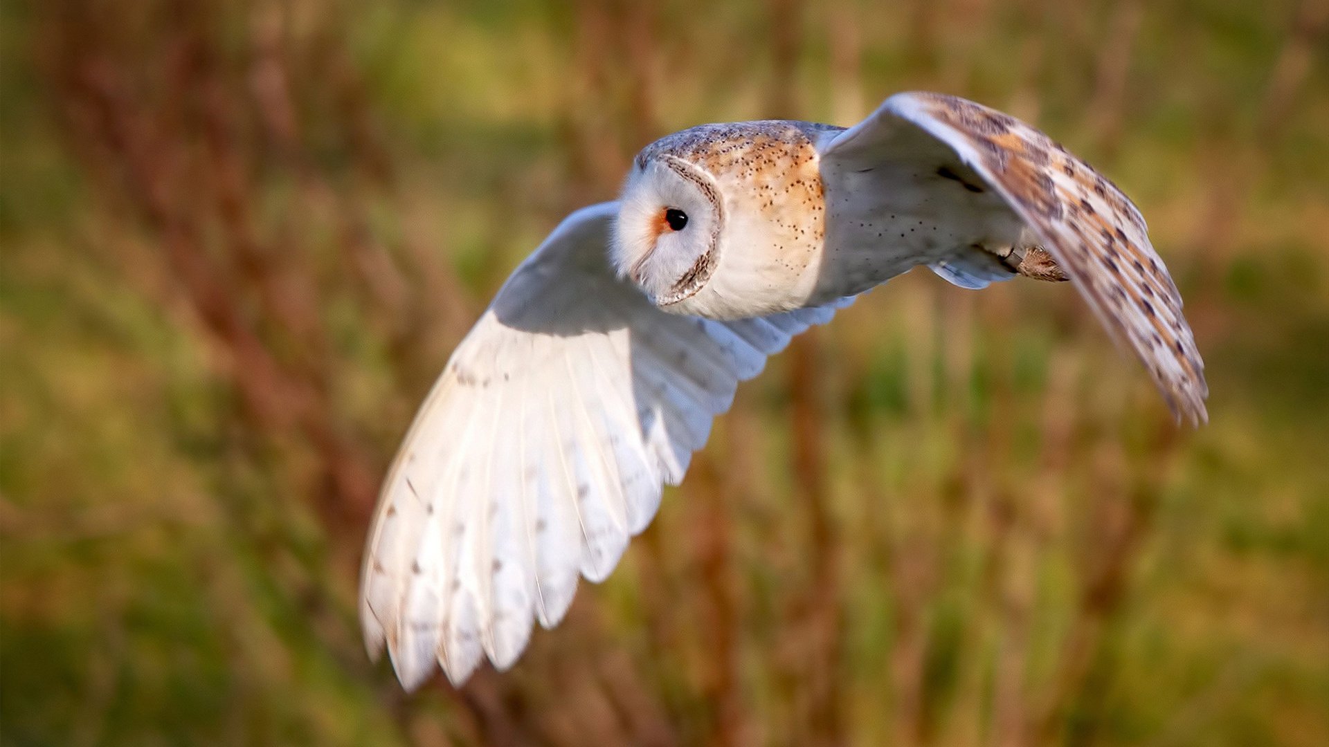 jiuyou.com-五大联赛是否提倡多节奏训练适配不同类型对手，五大联赛激烈程度