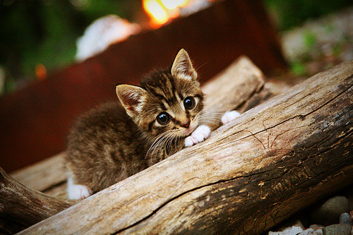 体操世界杯中国队喜迎开门红,艺术体操世界杯中国