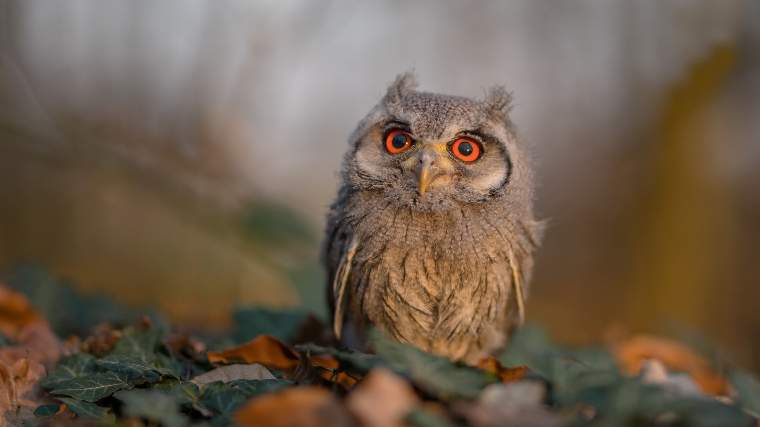 兴隆湖畔，见证速度与荣耀，兴隆湖456亩项目